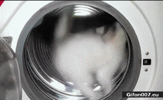 Funny-Cat-Washing-Machine-Video-Gif.gif