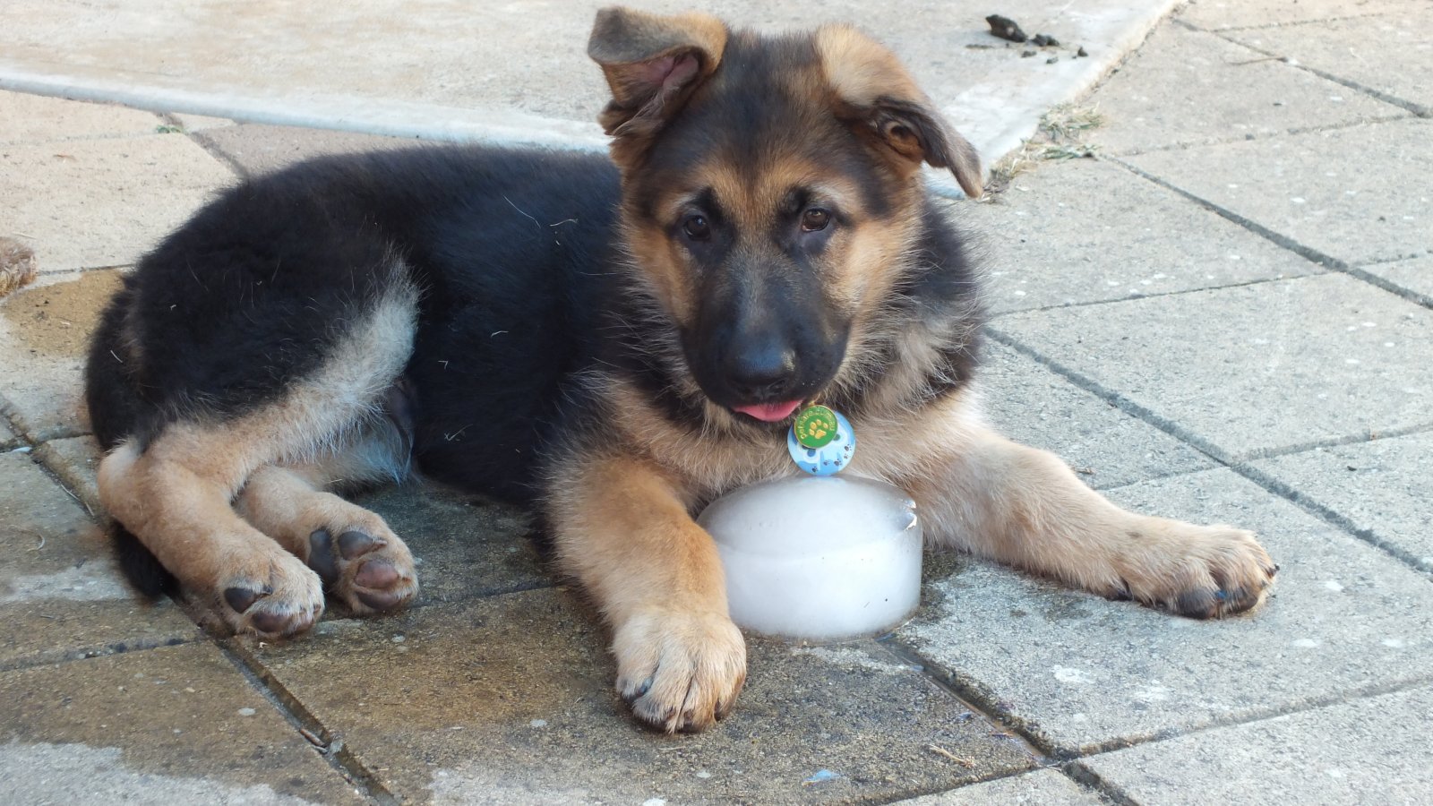 IcePup.JPG