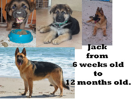 Jacky2.jpg