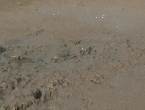 Mud Diver reversed.gif