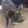 GruntyPig